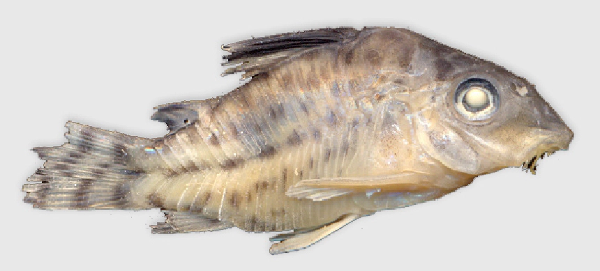 Agassizii páncélosharcsa