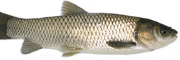 amur.jpg