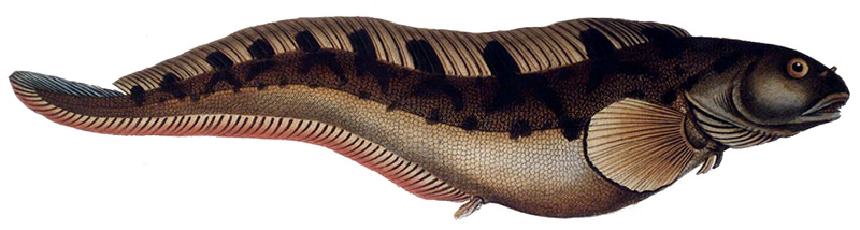 Anyaangolna