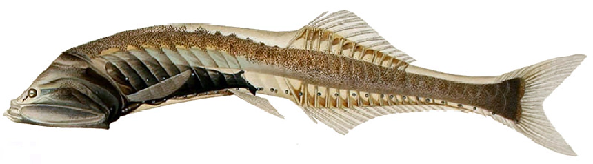 Aprófogú gomboshal