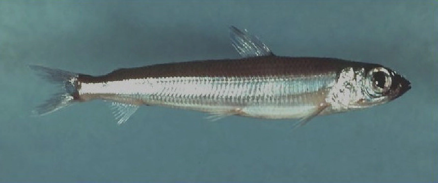Aranylazac