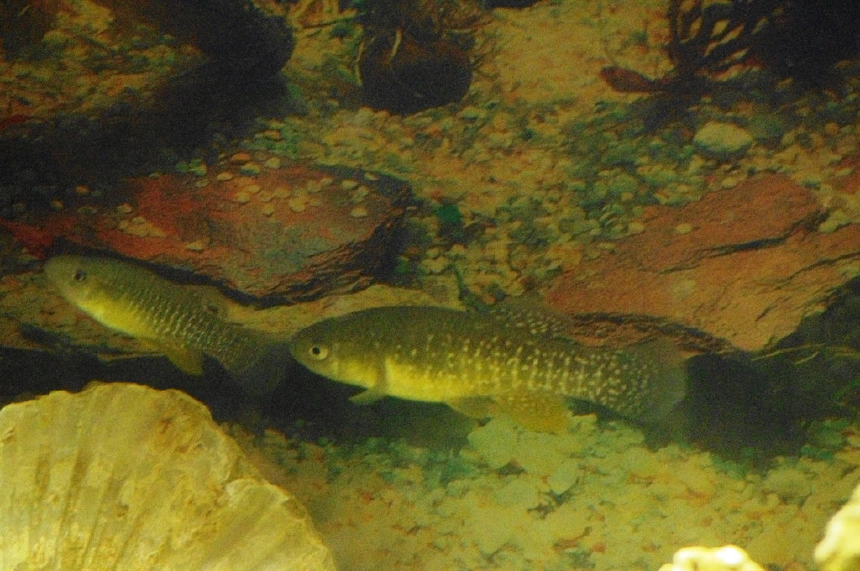 Atlanti fogasponty