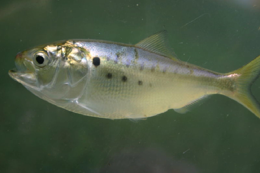 Atlanti menhaden