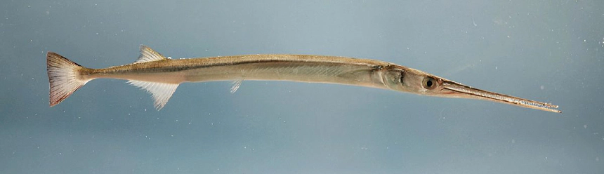 Atlanti tuhal