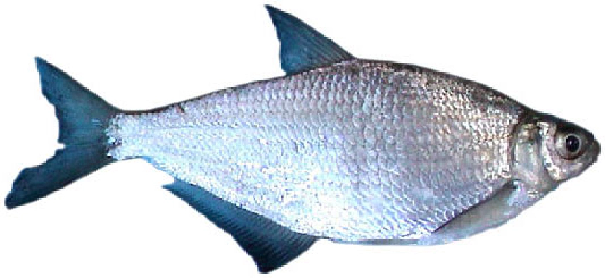 Bagolykeszeg