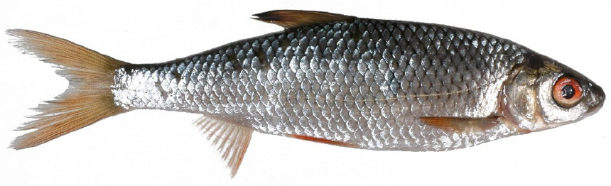 Bodorka