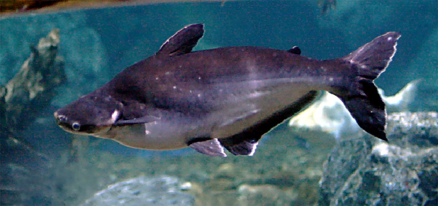 Cápaharcsa (Pangasius)