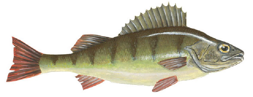 Csapósügér