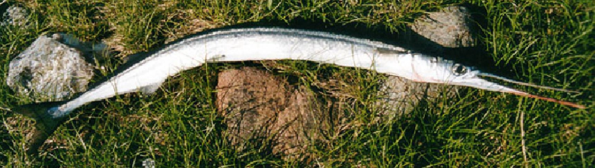 Csőrös csuka