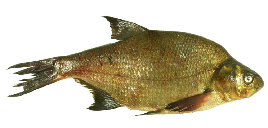 Dévérkeszeg