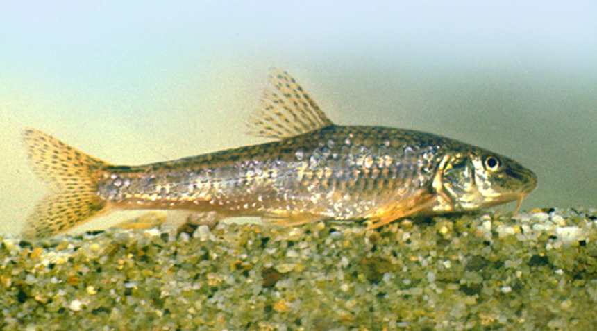 Dunai küllő