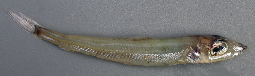 Ezüstlazac