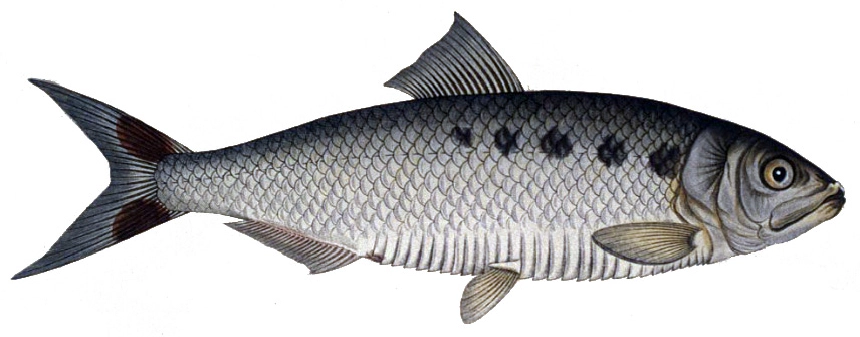 Fattyúhering