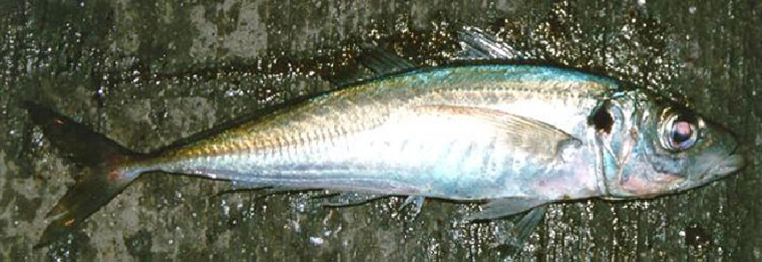 Fattyúmakréla