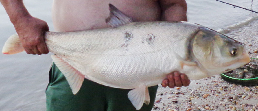 Fehér busa