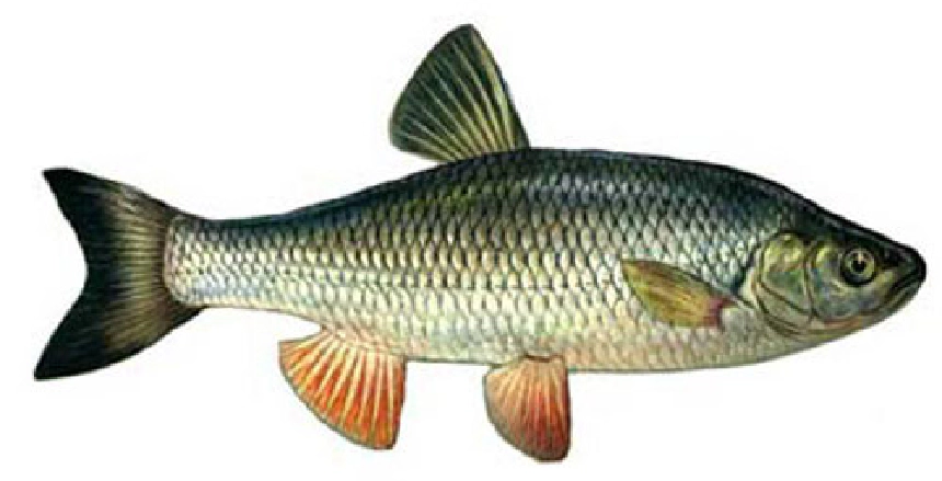 Fejes domolykó