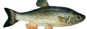domolyko.jpg