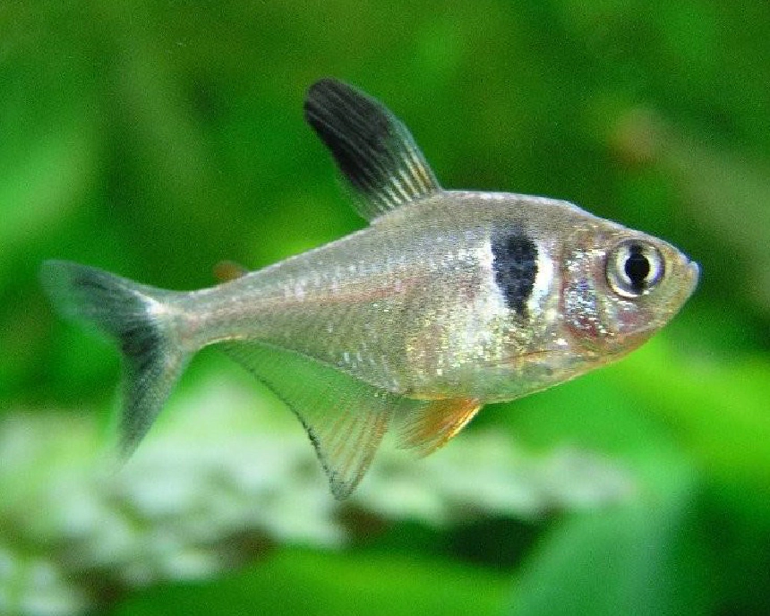 Fekete fantomlazac