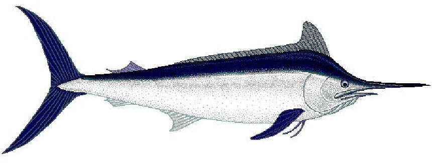 Fekete nyársorrú hal (Fekete marlin)