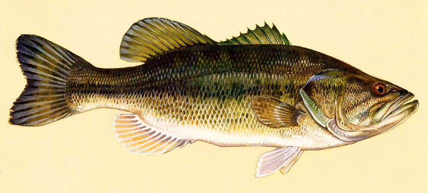 Pisztrángsügér