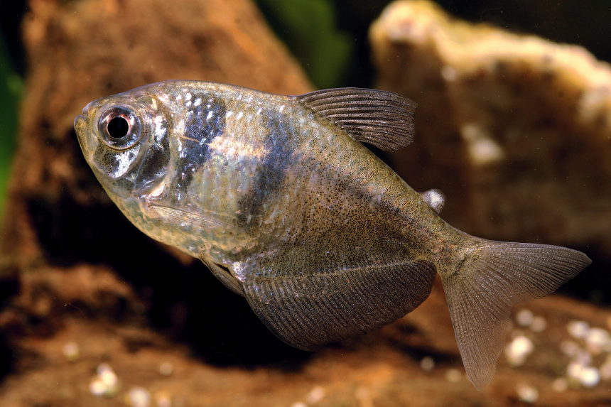 Fekete tetra