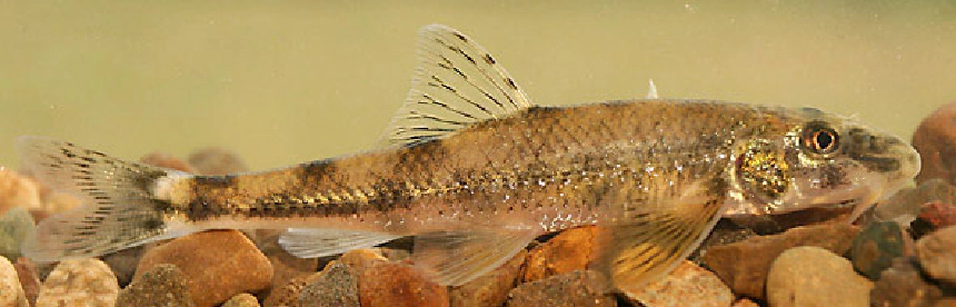 Felpillantó küllő
