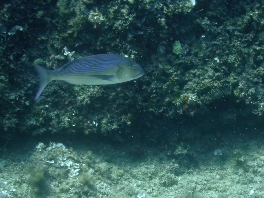 Fogasdurbincs