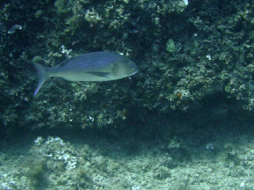 Fogasdurbincs