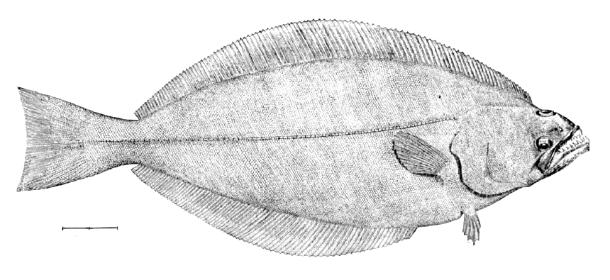 Grönlandi laposhal