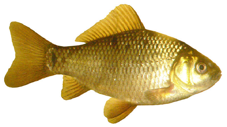 Kárász