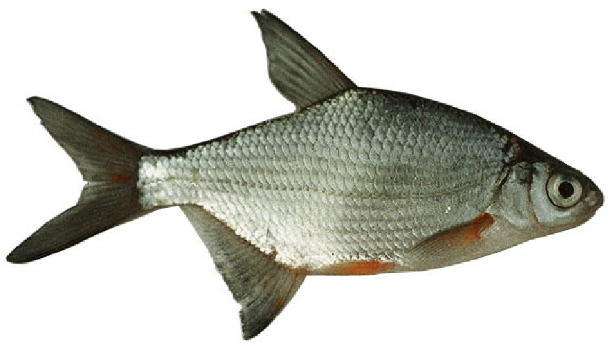 Karikakeszeg