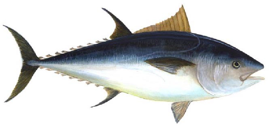 Kékuszonyú tonhal
