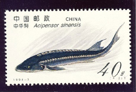 Acipenser sinensis
