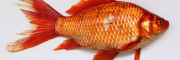 koi-ponty.jpg