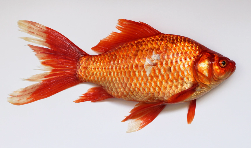 Koi ponty
