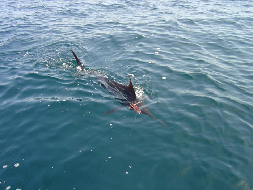 Kormos nyársorrúhal (Kék marlin)