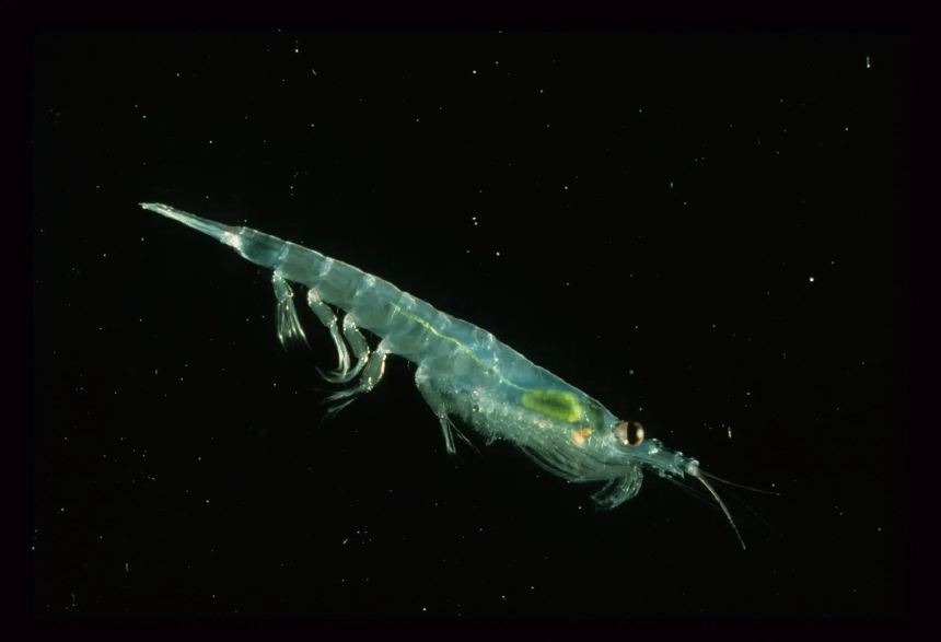 Krill