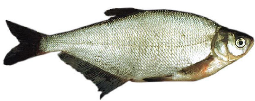 Laposkeszeg