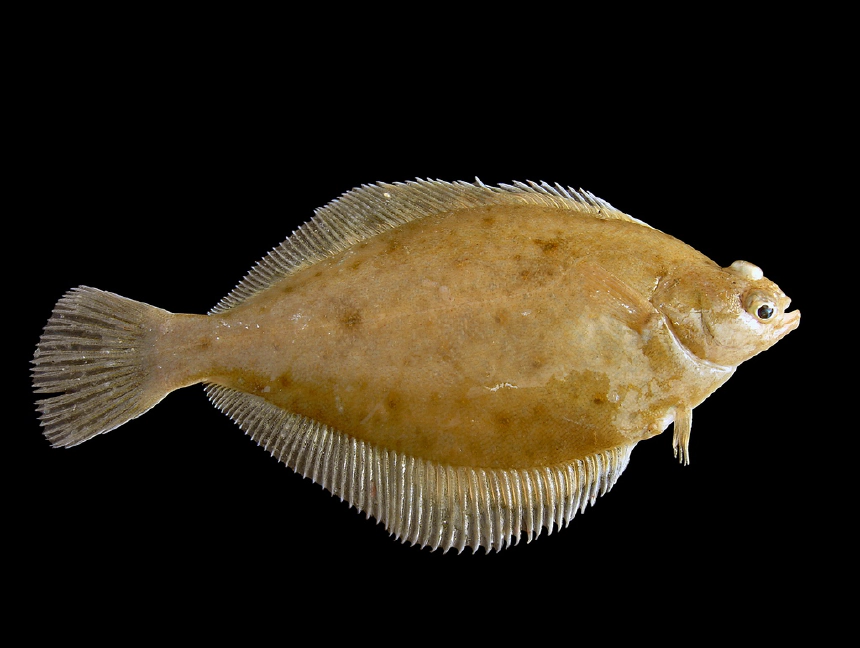Lepényhal
