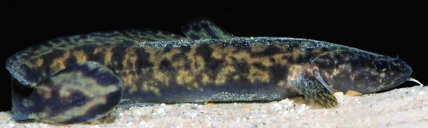Menyhal