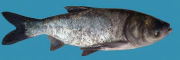 pettyes-busa.jpg