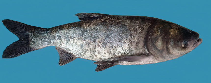 Pettyes busa