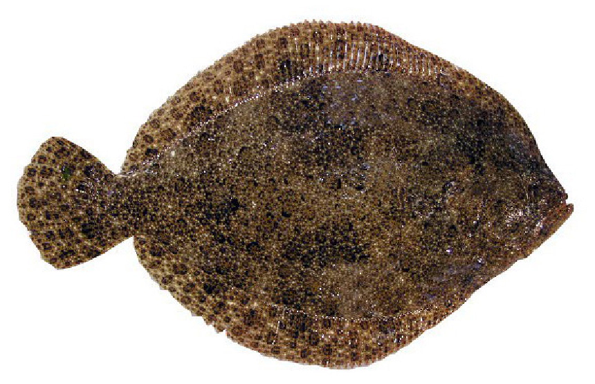Sima rombuszhal