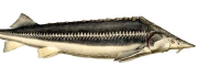 sima-tok.jpg