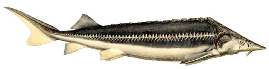 Sima tok