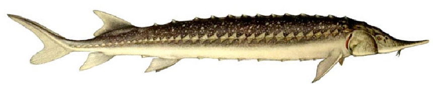 Sőregtok