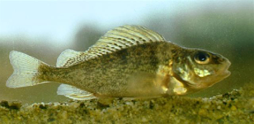 Széles durbincs