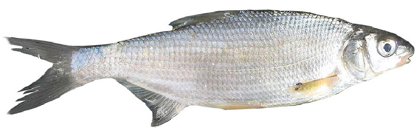 Szilvaorrú keszeg