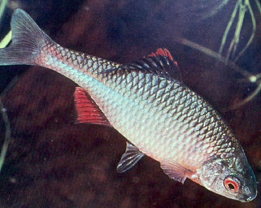 Szivárványos ökle