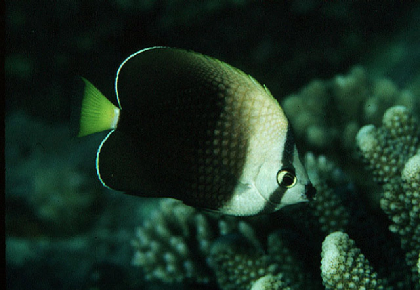 Tahiti pillangóhal